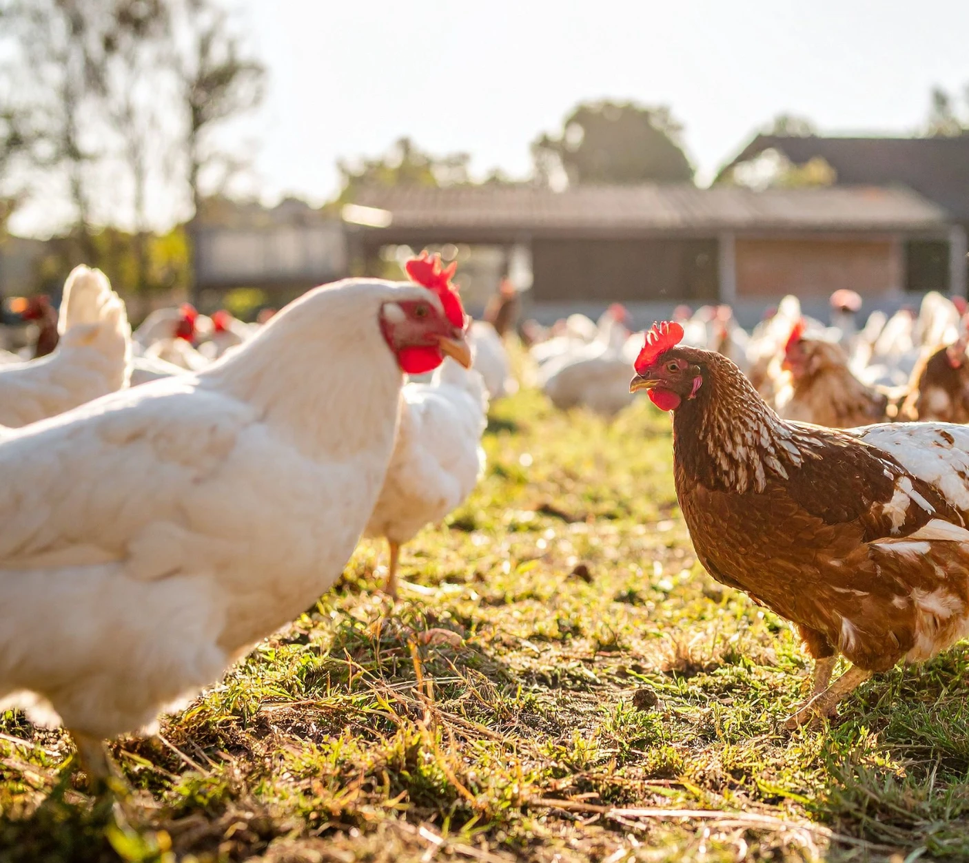 Poultry