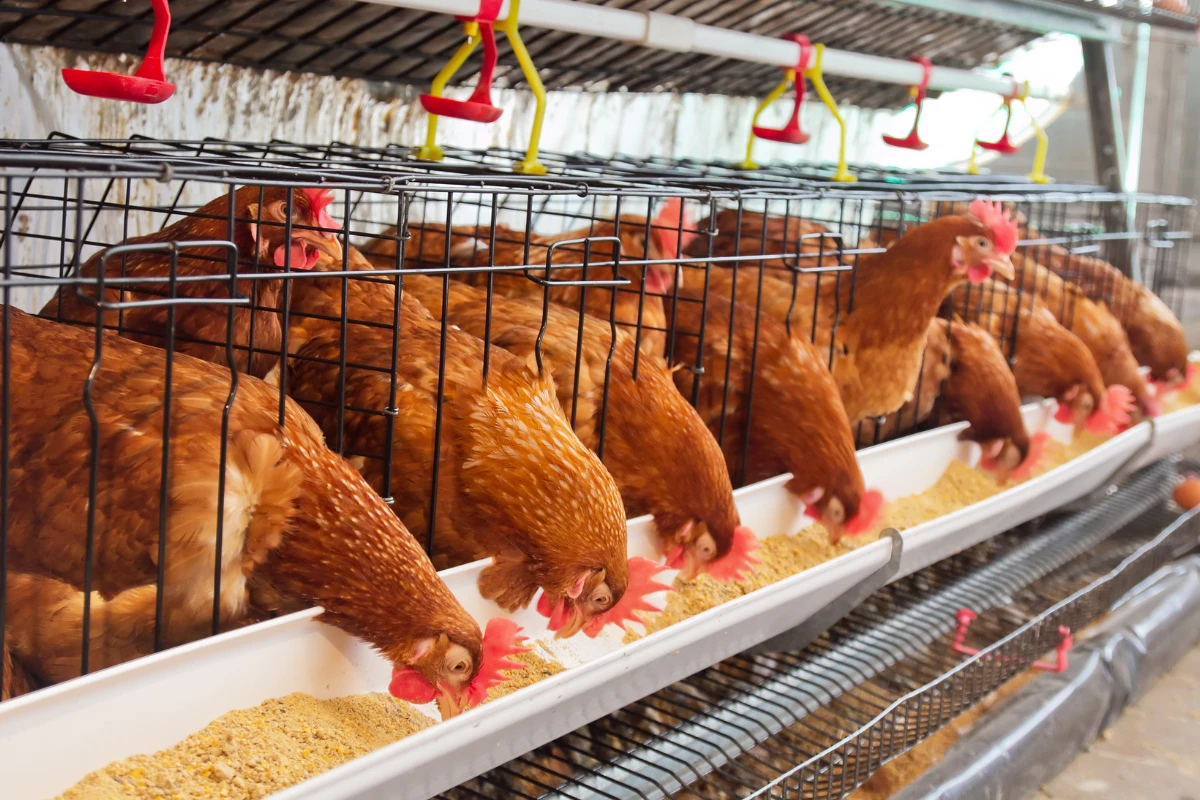 Poultry